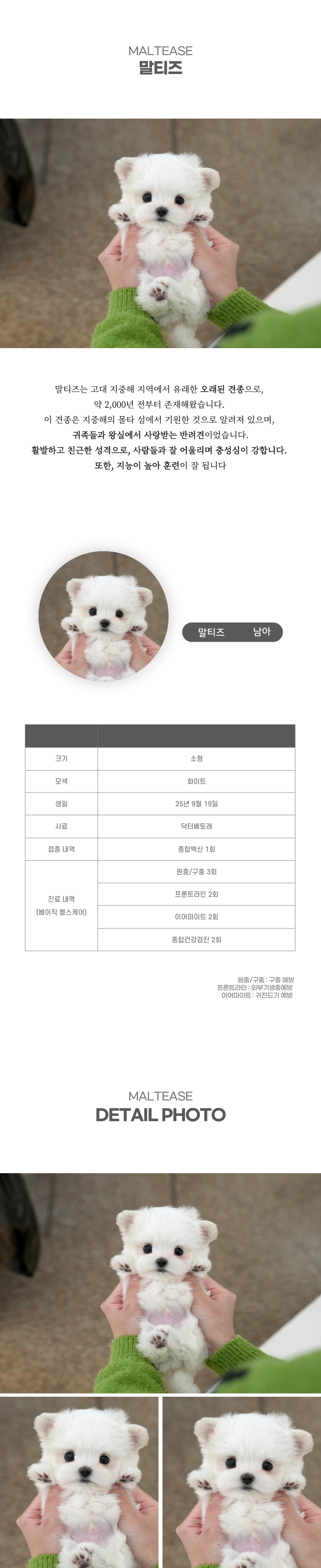 말티즈_상세이미지_2
